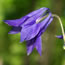 Aquilegia alpina